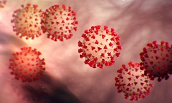 Arterivirus