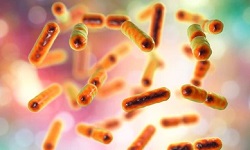 Bacteroides fragilis