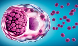 Chlamydia trachomatis