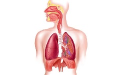 Lower Respiratory Tract Infection, LRTI