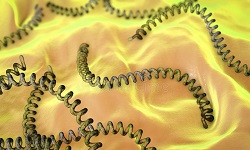 Leptospira spp.