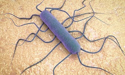 Listeria