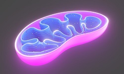 Mitochondria